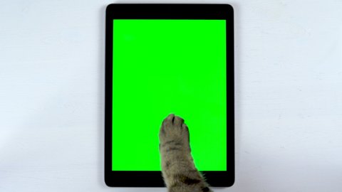 The cat uses a tablet. The paw of a cat makes swipe on the tablet and puts likes. Tablet with a green background.