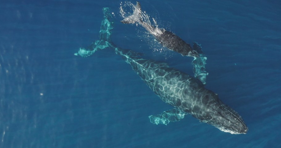 Aerial view of a mother and baby humpback whale swimming together in calm blue ocean water, humpback whale spouting, humpback whale with its child