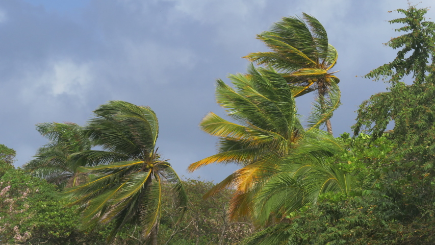 The hurricane begins. Palm trees sway in the wind. A hurricane can break trees, the wind is very strong. Rain clouds are moving fast, a strong storm is approaching. Every winter, storms come to the DR Royalty-Free Stock Footage #1046714224