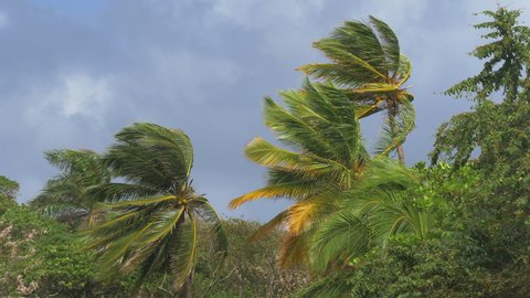 The hurricane begins. Palm trees sway in the wind. A hurricane can break trees, the wind is very strong. Rain clouds are moving fast, a strong storm is approaching. Every winter, storms come to the DR