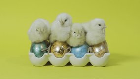 Several funny fluffy chicks nestle together on colorful easter eggs in tray on yellow background. Little chickens. Happy Easter inspiration concept. Spring holiday celebration. Video greeting card