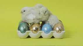 Several funny fluffy chicks sitting on colorful easter eggs in tray on yellow background. Little chickens. Happy Easter inspiration concept. Spring holiday celebration. Video greeting card