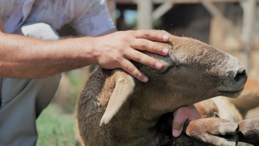 A young man with a beard holds a lamb, inspect him for the sacrifice. Kurban Bayram
