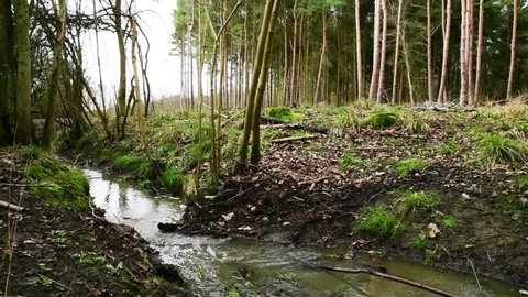 Small stream running through British woodland in winter. Small dam created by fallen tree. Natural woodland environment.