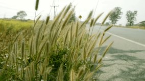 Dry plants on roadside of asphalt road in autumn sunny windy day / Dry plants on roadside