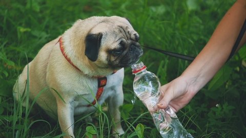 Young woman is feeding her small pug dog water with bottle and hand. Close up. Copy space. 4K.