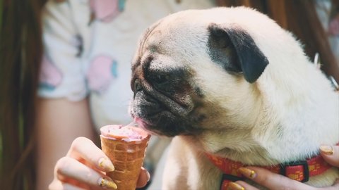 Slowmo. Slowmotion. Young woman is feeding her small pug dog with sweet ice-cream. Close up. Copy space. 4K.