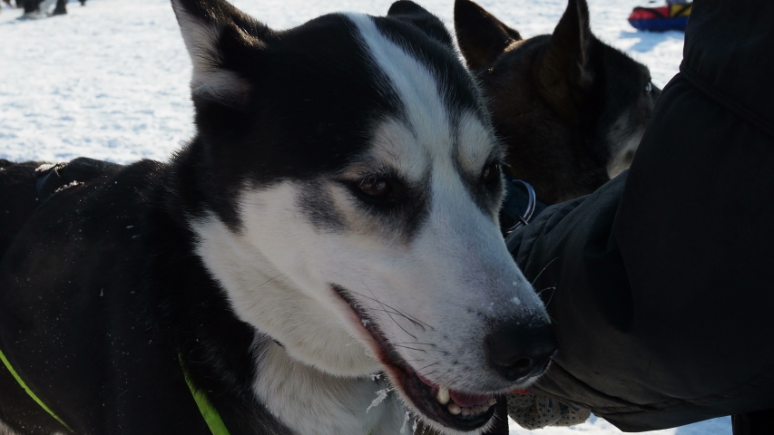 husky in harness, dog muzzles close-up