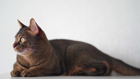 A calm fat brown cat lies on a white background. The relax of a pet. The concept of hygge and lagom