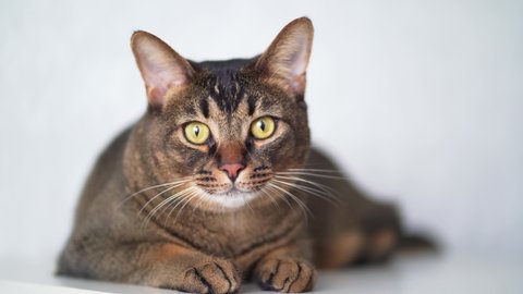 Portrait of a cute pet cat on a white background. Brown thick wool, pet poses