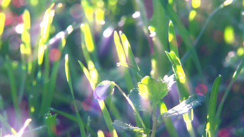 A small blue flower of Veronica grass in the rays of the sun and particles of pollen in with glare from the sun at dawn. Macro video.