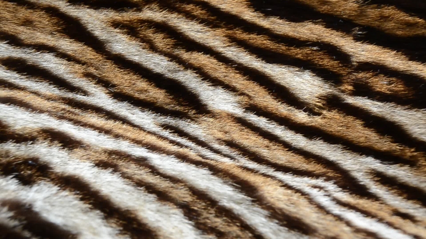 beautiful leopard fur background texture