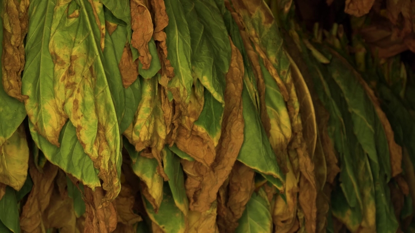 Tobacco leaves getting curated in the drying houses for future selection and preparation of Cigars