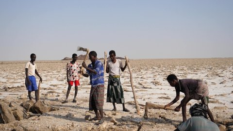 Danakil / Ethiopia - 11 11 2019: On the plains of Danakil, members of the Afar tribe use simple tools to break up the ground and mine for salt