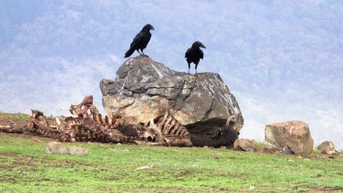 Group of black crows and vultures eating a dead animals in the nature