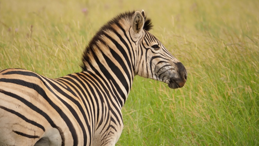 Zebras standing in the long grass image - Free stock photo - Public ...