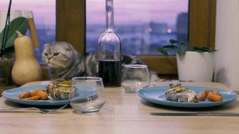 Cute Scottish fold and Scottish straight cat lies on a windowsill and watching food on the table. Young unknown couple having dinner