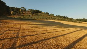 Aerial drone footage view in Umbria during summer. Aerial shot in a beautiful field at the sunset // no video editing