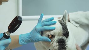 video of veterinarian ophthalmologist examining eyes 