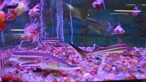 In a colorful aquarium you can see three small sturgeons prowling the bottom. For the whole aquarium, a large quantity of multi-colored goldfish.