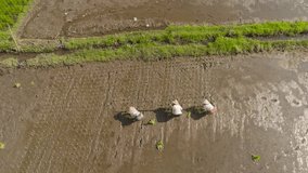 video of farmers are planting rice 