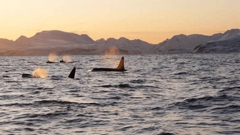 Orcas, killer whales hunting for herrings in the fjords of Norway