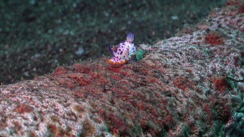 Two Emperor shrimps fighting for place on Nudibranch's back while riding (Thelenota anax) large sea cucumber 