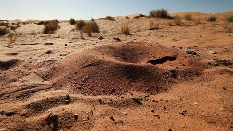 tracking, rotation about an axis, wide shot on the dome of the anthill, where emerge and enter silver ants. The Sahara desert. Morocco