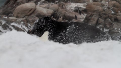 Close-up of an Adelie Penguin laying down facing the wind and snow.