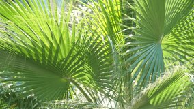 Tropical video background. Bright green leaves of a palm tree close-up, against background sun, swing in wind. Tropical screensaver for spa, meditation, relaxation, summer vacation. Slow motion video.