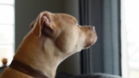 Howling Brown Pitbull Puppy Dog Responds to Tornado Sirens on couch near window with Audio
