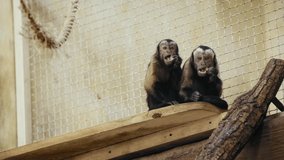selective focus of brown chimpanzee eating bread