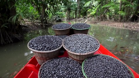 Fresh acai berries in straw baskets inside a red boat sailing down the river in the middle of the Amazon rainforest. Concept of nature, environment, conservation, climate change and sustainability.