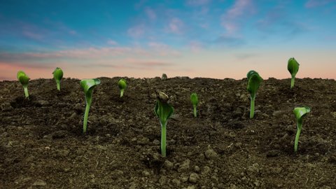 plants grow from the ground timelapse from night to day
 Video de stock