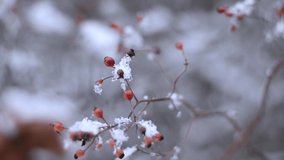 Red berries in winter snow in Canada
