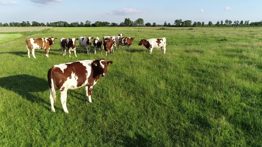 Aerial view of curious Holstein Friesians cows walking towards camera they are breed of dairy cattle originating from Dutch province Friesland and world's highest-production milk animals 4k quality