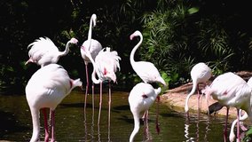 Flamingo Flock in the zoo Video footage
