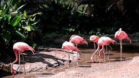 Flamingo Flock in the zoo Video footage