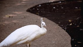 White peacock in the zoo Video footage
