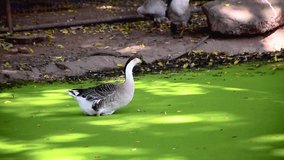 White duck in Swamp Video footage