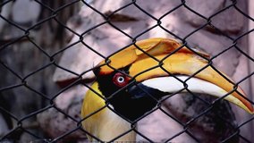 Hornbill in the zoo Video footage