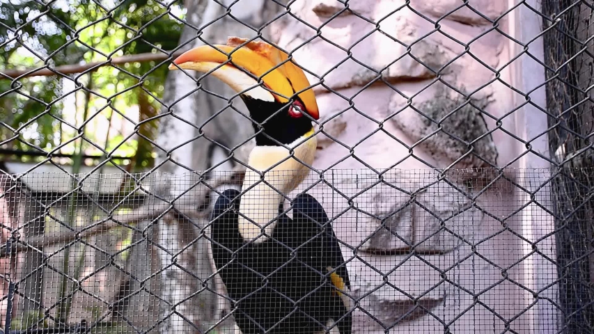 Hornbill in the zoo Video footage