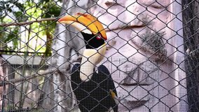 Hornbill in the zoo Video footage