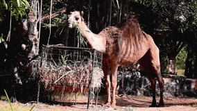 camel in the zoo Video footage
