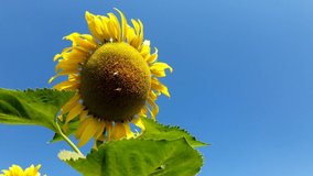 sunflower field on bright Blue sky. Video footage