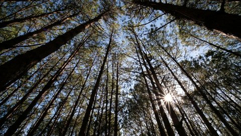 View up, bottom view of pine trees in forest in sunshine. Royalty high-quality free 4k stock video footage of big and tall pine tree with sun light, dew, fog in the forest when looking up blue sky.