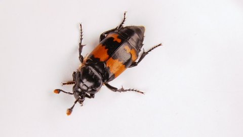 Black and Orange Banded Sexton beetle with tiny mites as hitchhikers