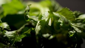 Bunch of parsley isolated on a black background. Stock footage. Close up of fresh herb lying on the table, condiment and cuisine details concept.