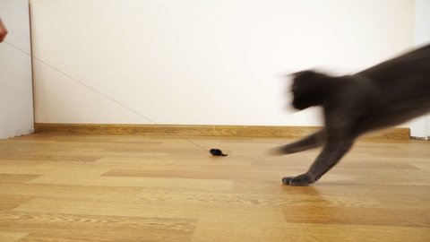adult grey cat plays with a toy mouse on a string. A man's hand pulls the rope.