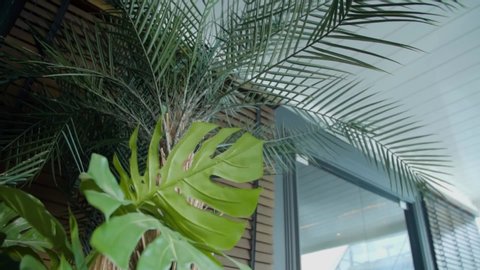 Tropical pot plants. Areca palm tree and monstera. Slow motion